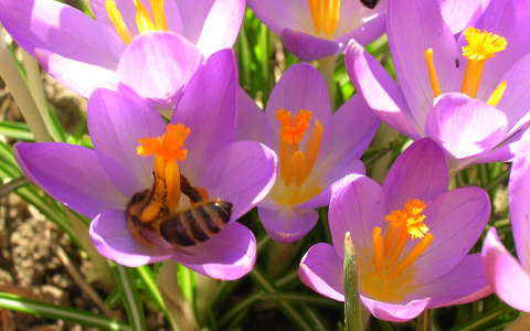 krókusz méh rovar tavaszi virág