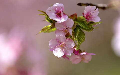 címlapfotó gyümölcsfavirág tavasz virágzó fa