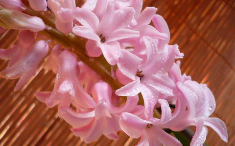 jácint tavaszi virág vízcsepp