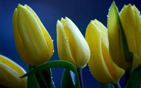 címlapfotó tavaszi virág tulipán vízcsepp