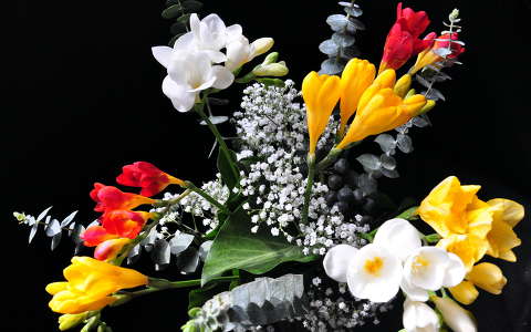 címlapfotó frézia névnap és születésnap virágcsokor és dekoráció