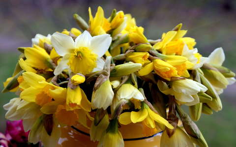 nárcisz tavaszi virág virágcsokor és dekoráció
