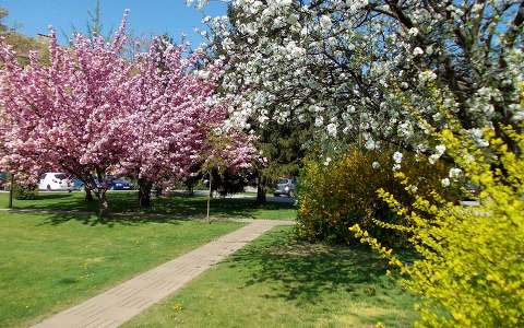 címlapfotó tavasz virágzó fa út