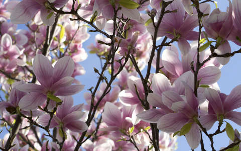 magnólia tavasz virágzó fa