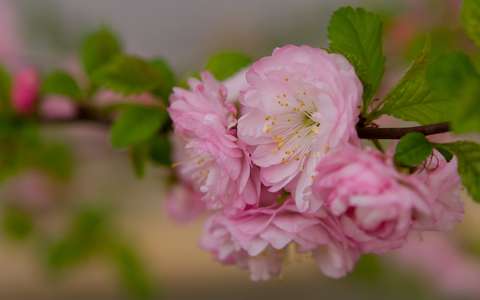 tavaszi rózsaszín virág