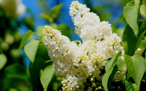 méh orgona rovar tavaszi virág