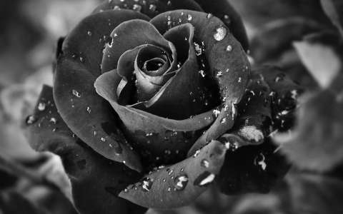 fekete-fehér rózsa vízcsepp