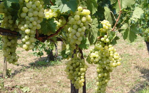 gyümölcs szőlő szőlőültetvény