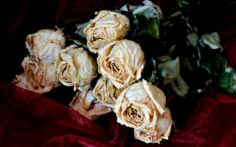 rózsa virágcsokor és dekoráció