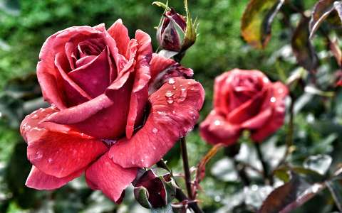 címlapfotó nyári virág rózsa vízcsepp
