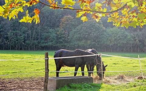 kerítés lovak ősz