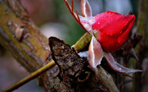 bimbó címlapfotó rózsa zúzmara
