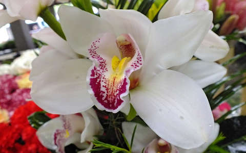 Orchidea. Fotó: Csonki
