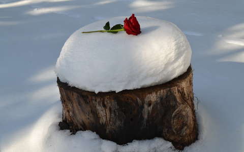 rózsa tél