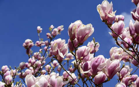 címlapfotó magnólia tavaszi virág virágzó fa