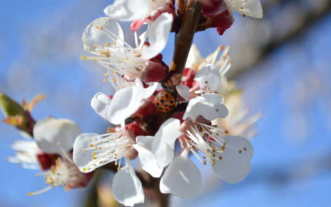 címlapfotó gyümölcsfavirág katicabogár rovar