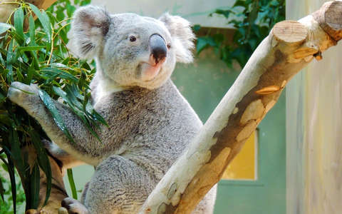 Koala mackó