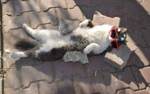 címlapfotó macska nyár