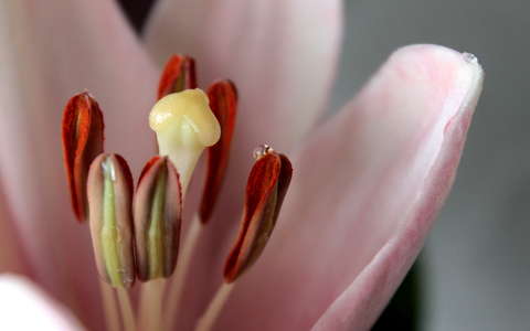 tulipán vízcsepp