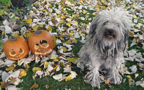 halloween kutya tök ősz