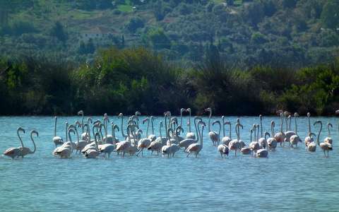 Flamingók a lagúnában, Lefkada, Görögország