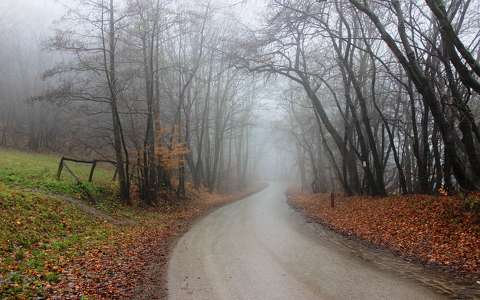erdő köd út ősz