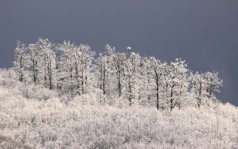 erdő fa tél