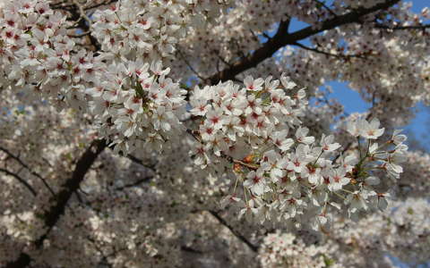 gyümölcsfavirág tavasz virágzó fa