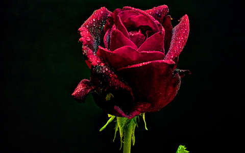 bimbó címlapfotó rózsa valentin