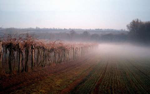 köd szőlőültetvény út