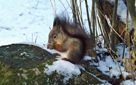 címlapfotó mókus tél