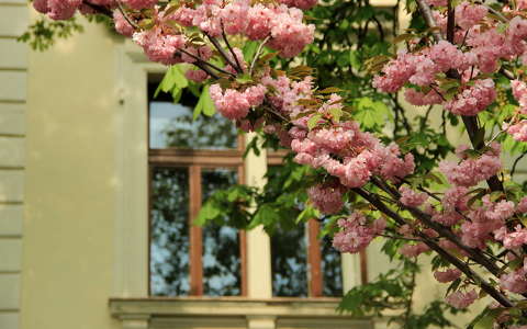 ablak budapest japán cseresznye tavasz