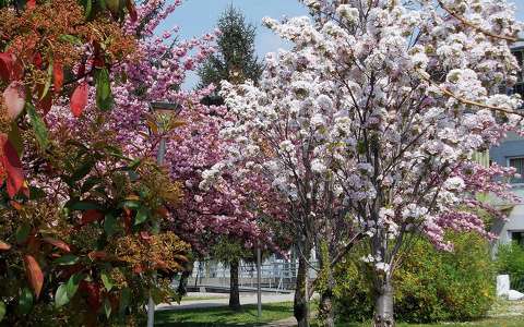 tavasz virágzó fa út