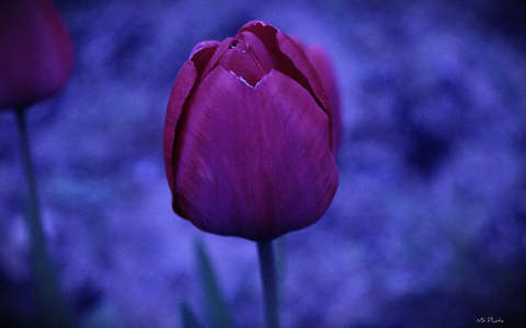 Absztrakt, tulipán, tavasz, fantázia