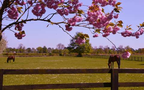 kerítés lovak tavasz virágzó fa