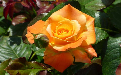 címlapfotó rózsa
