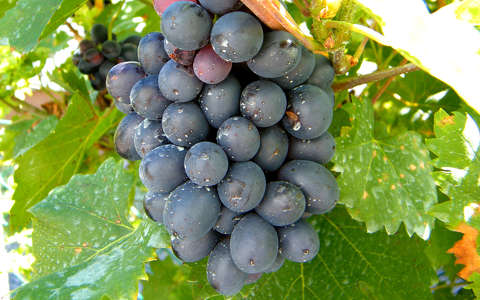 címlapfotó gyümölcs szőlő