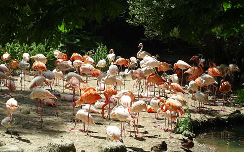flamingó vizimadár