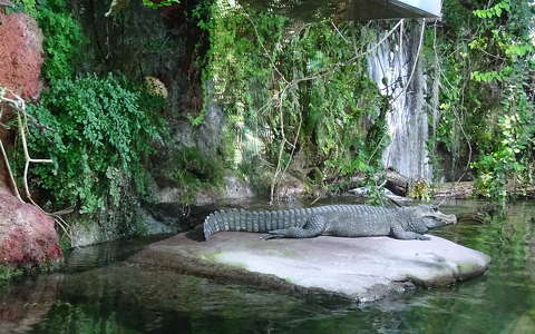 hüllők krokodil