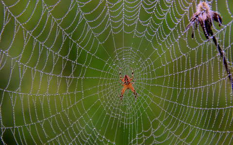 címlapfotó pók pókháló vadvirág