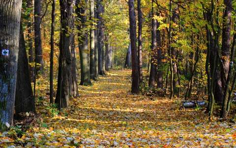 erdő fasor út ősz