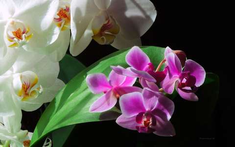 címlapfotó orchidea trópusi virág