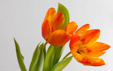 tulipán, virág, tavasz, magyarország