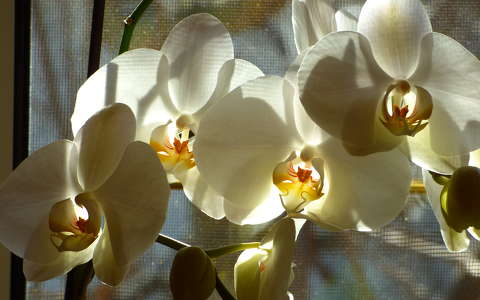 fény orchidea trópusi virág