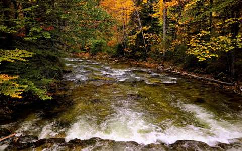 erdő folyó ősz