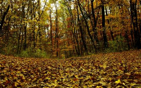 erdő levél ősz