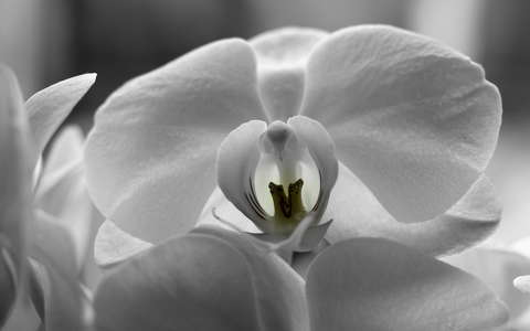 fekete-fehér orchidea trópusi virág