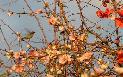 kolibri madár virágzó fa