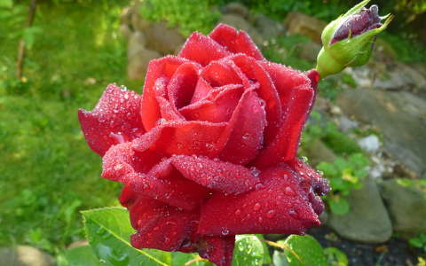 bimbó rózsa vízcsepp