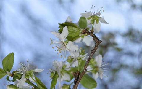 gyümölcsfavirág tavasz